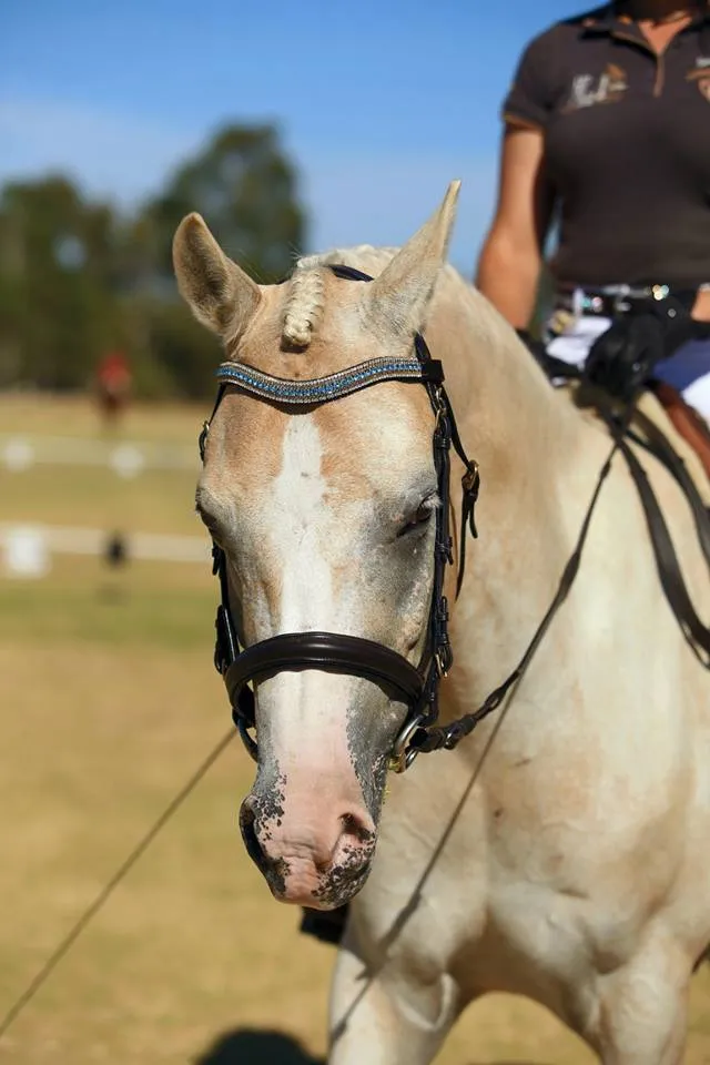 Equiture Aquamarine, light colorado and clear megabling curve browband