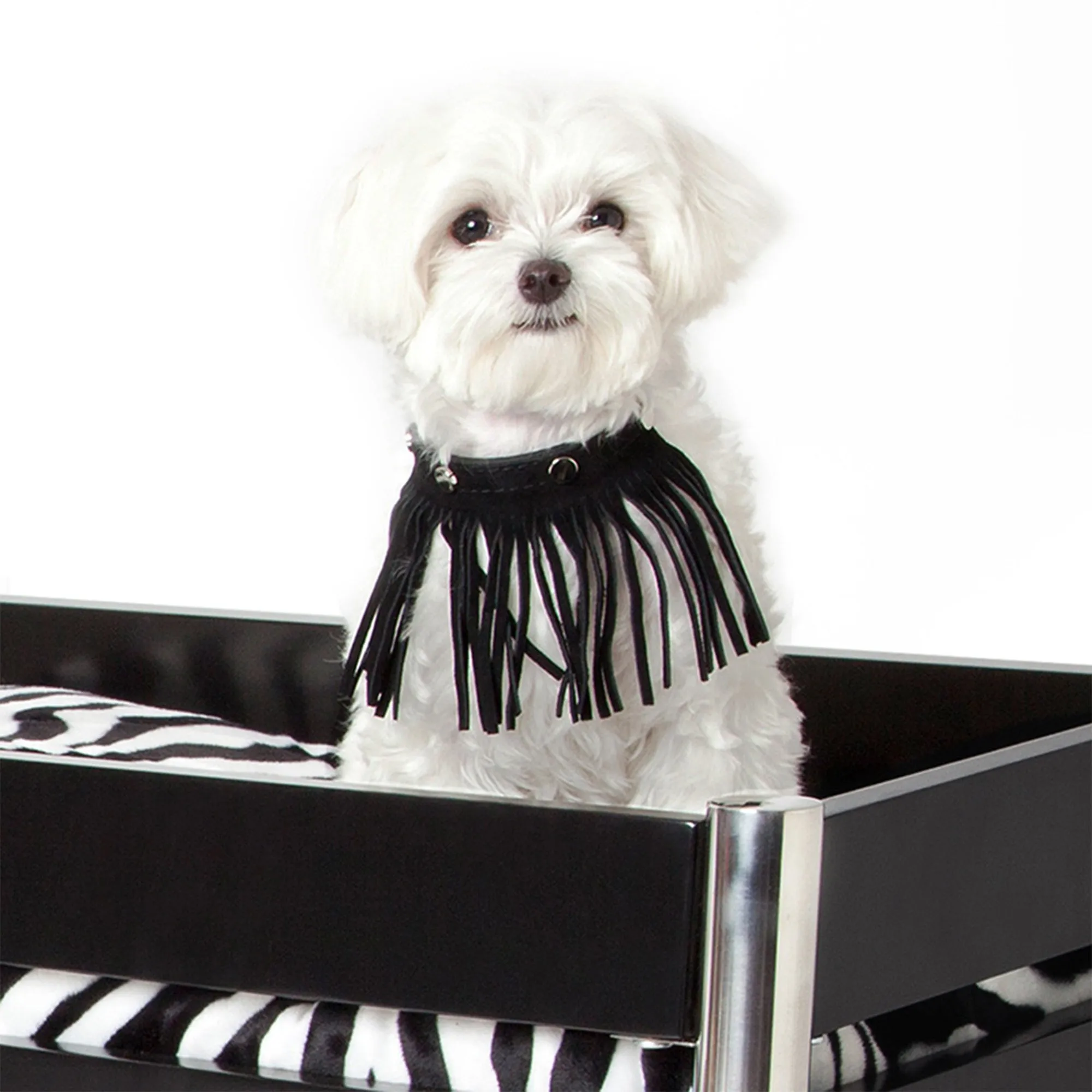 Fringe Dog Collar
